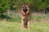 BERGER ALLEMAND 1374